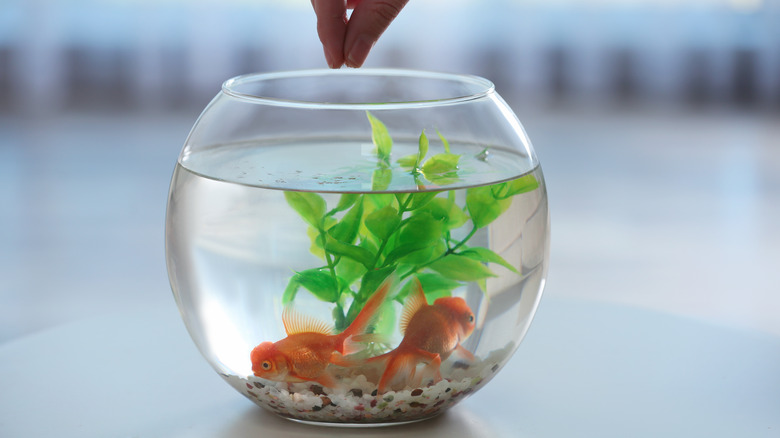 Two goldfish in a bowl being fed