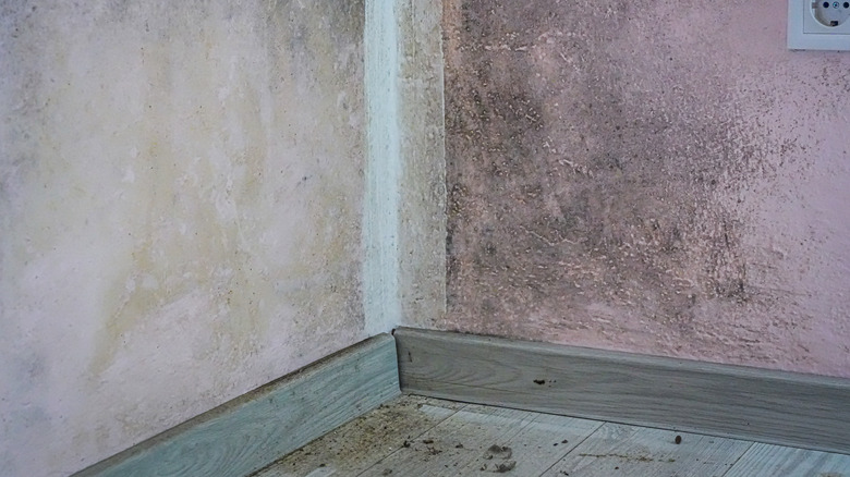 Water damaged walls sporting mold and mildew