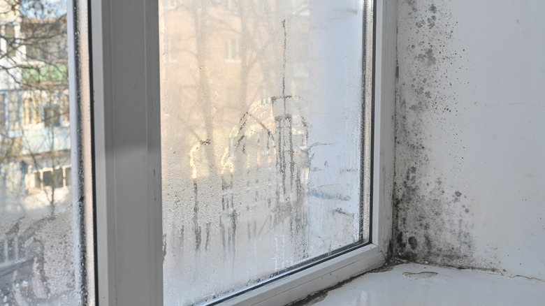 Fogged glass of a window with mold around the frame