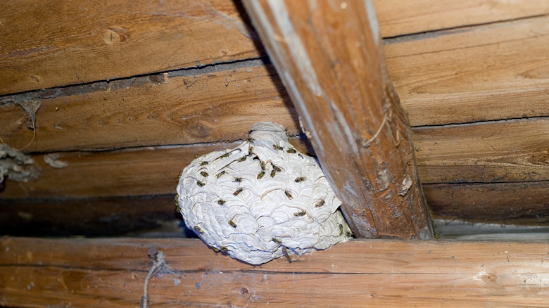 Wasps building a nest in an old, dusty attic