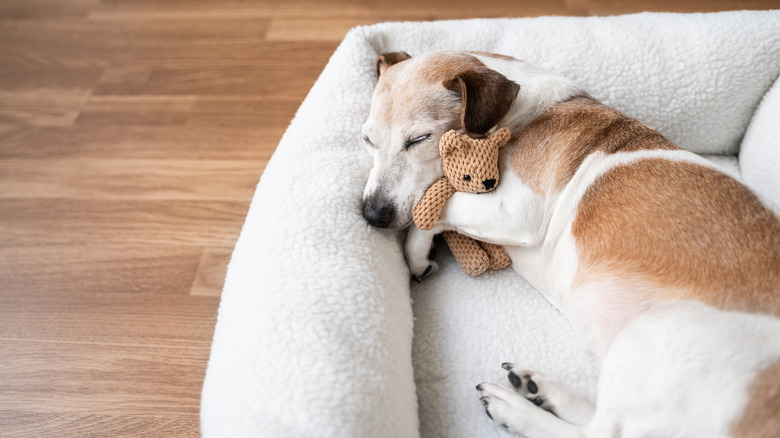 dog holding a teddy bear sleeping in pet bed