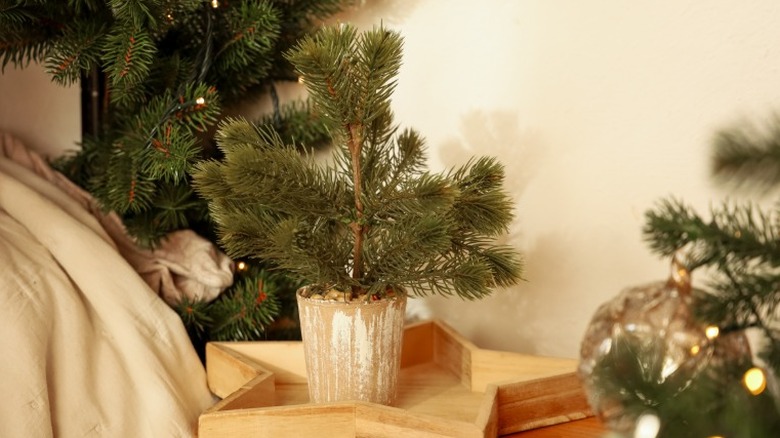 A small tree in a simple bucket