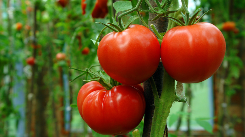 tomatoes in garden