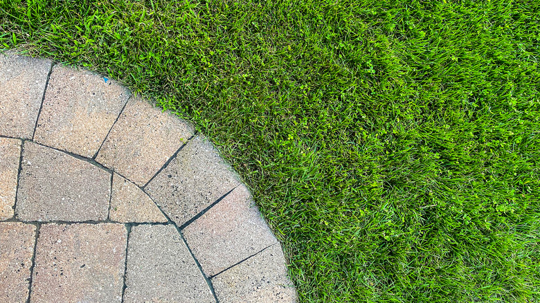 Trimmed grassy bricked walkway