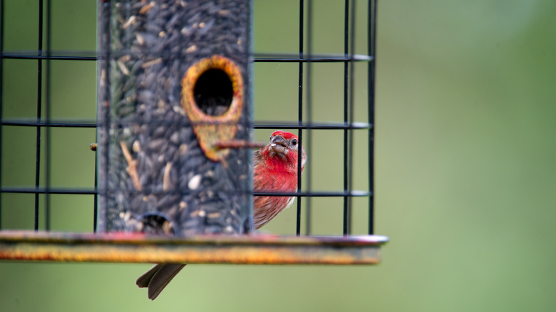Bird on squirrel-proof bird feeder