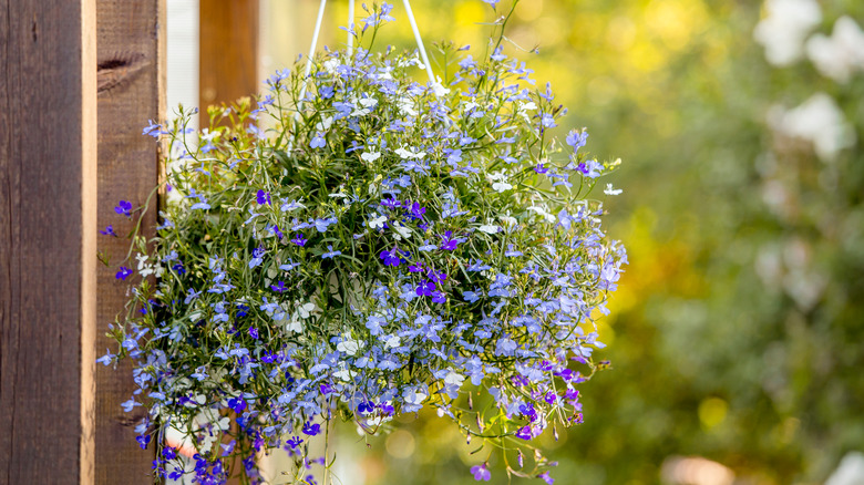 DiscoverNet | 20 Trailing Plants Perfect For Hanging Baskets