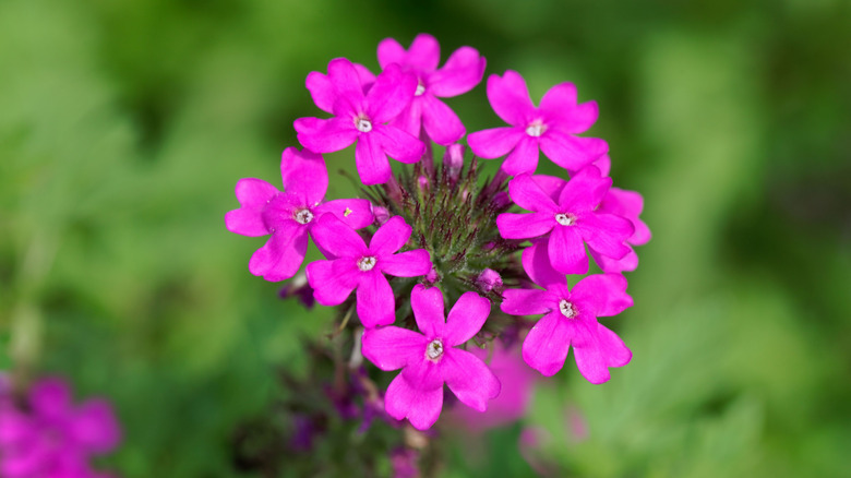 DiscoverNet | 20 Trailing Plants Perfect For Hanging Baskets