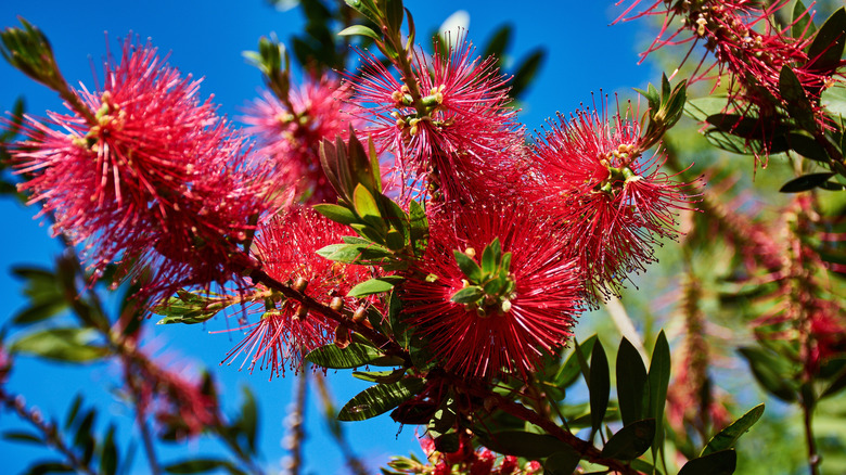 The crimson bottlebrush tree with cylindrical flowers