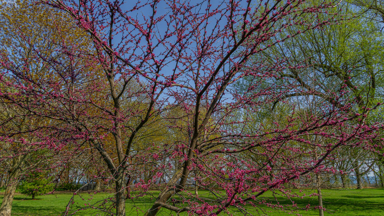 Eastern redbud tree in bloom with many small pink-red flower