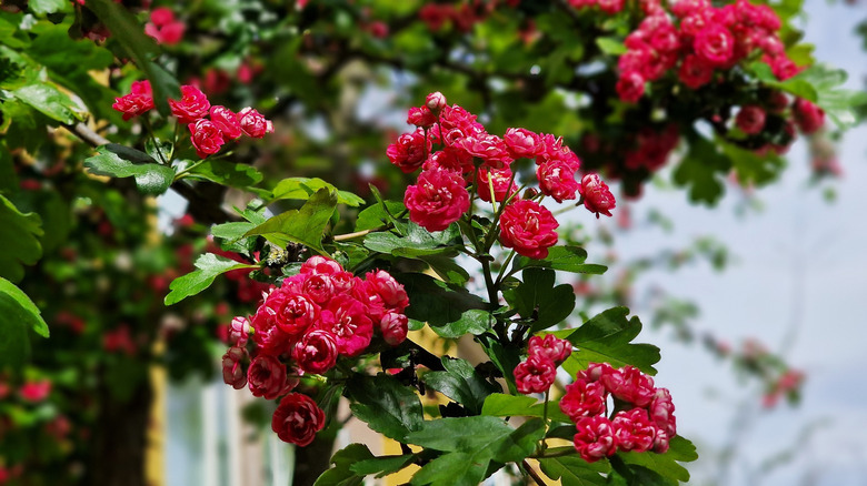English hawthorn tree with clusters of red-pink flowers