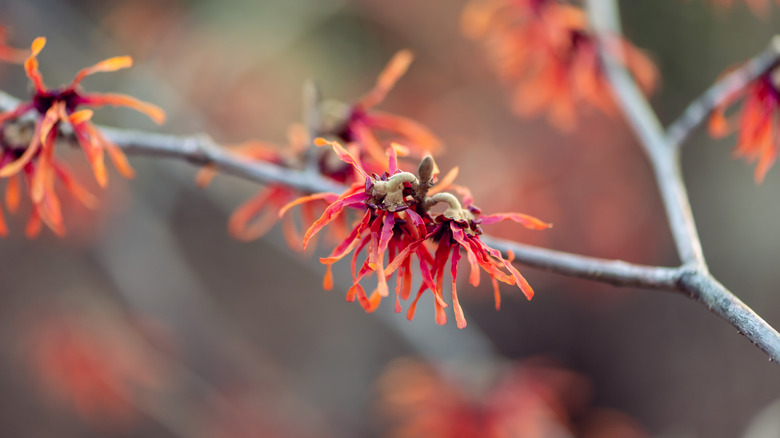 Witch hazel tree with string-like petals in red and orange