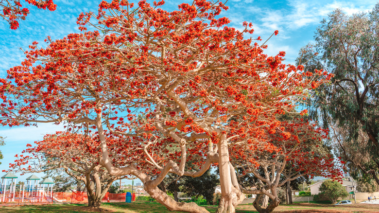 Blooming tree with red flowers