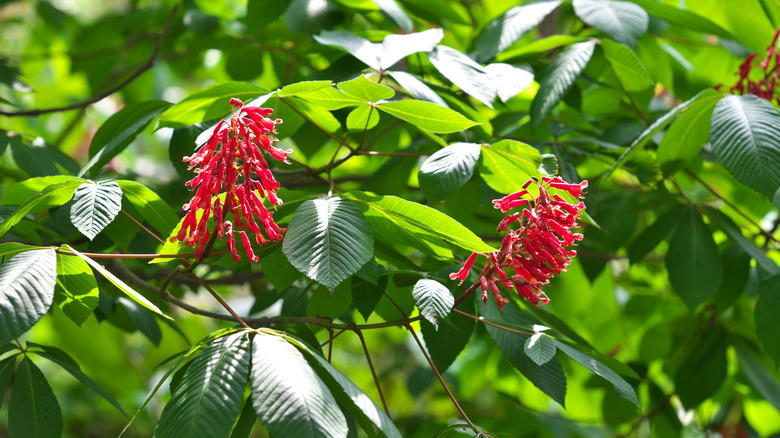 Red scarlet buckeye flowers in bloom on a tree in clusters