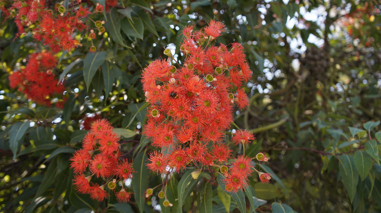 Red flowering gum tree with spiky clusters of red flowers