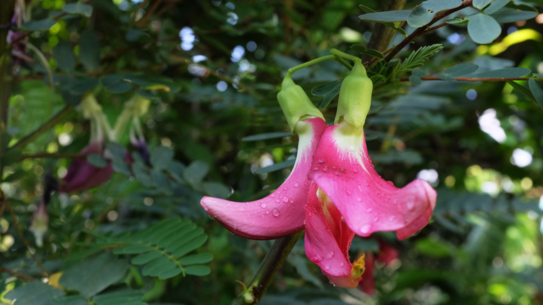 Vegetable hummingbird tree blooming with crescent-shaped flowers