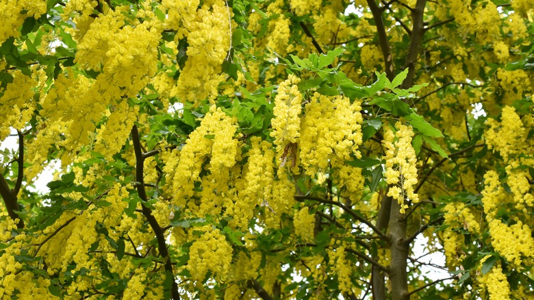 15 Trees That Bloom With Gorgeous Yellow Flowers