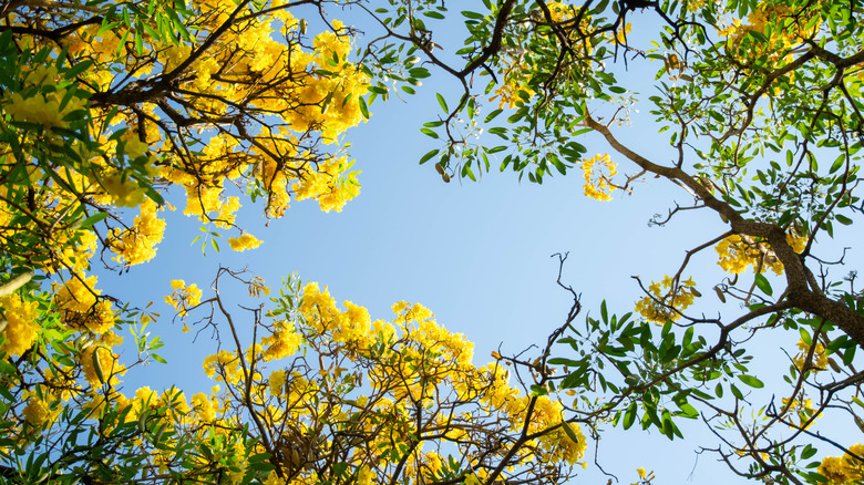Yellow flowering trees underview