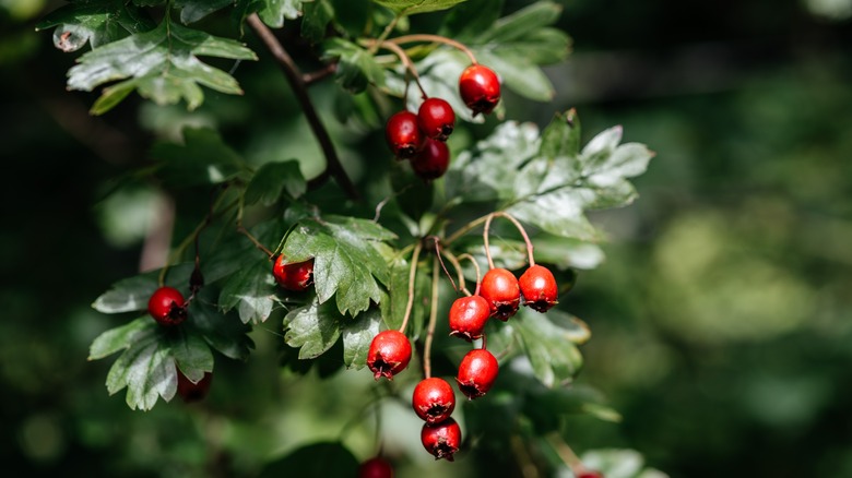 15 Trees With Medicinal Properties You Can Grow In Your Yard