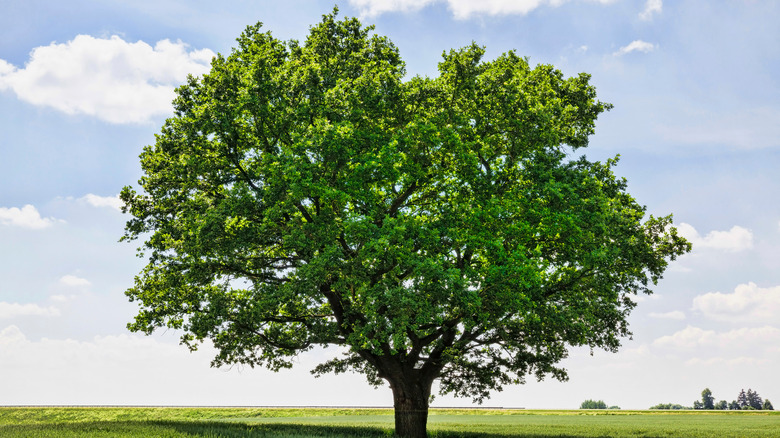 Oak tree growing in field