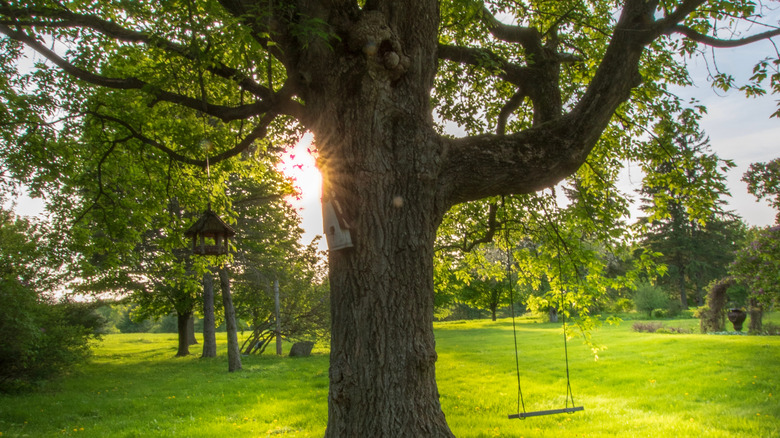 Maple tree with swing