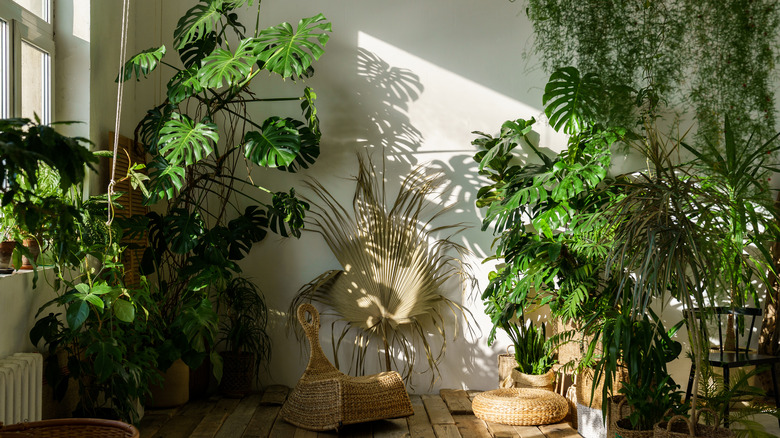 houseplants with large leaves