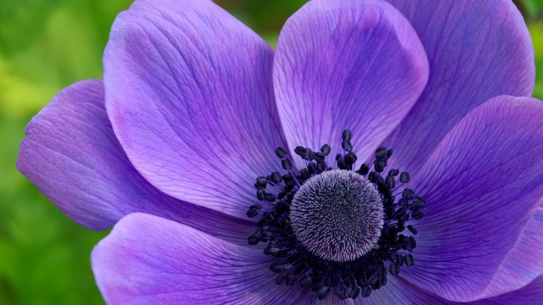 15 Types Of Anemone Flowers