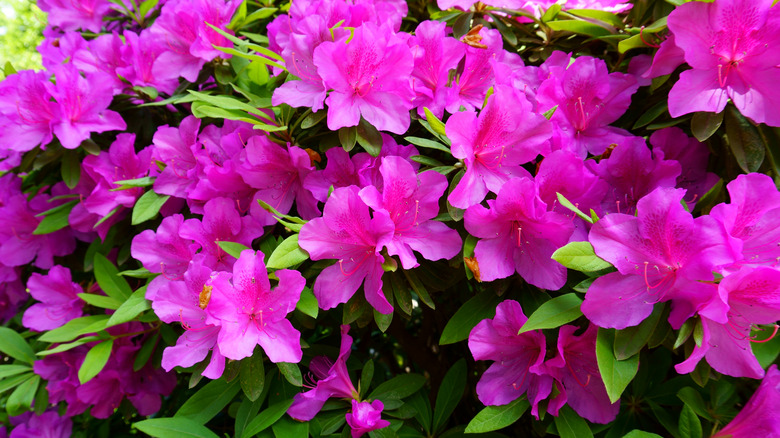 magenta Formosa azalea flowers