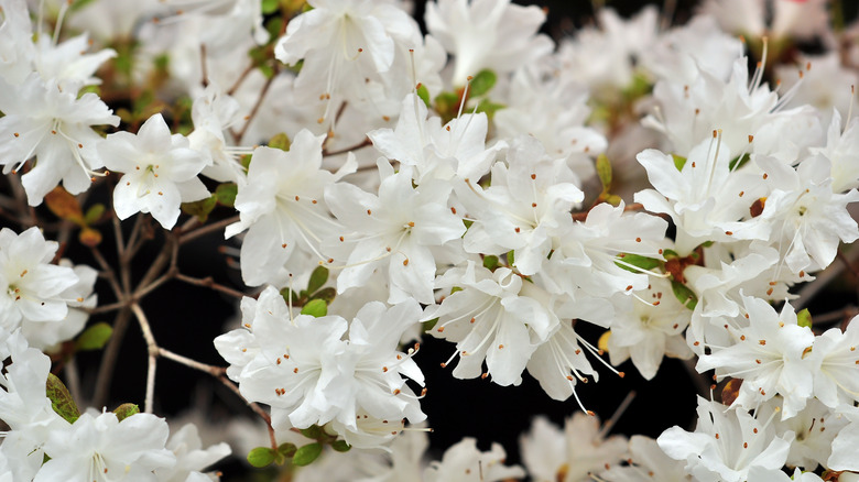 white Glacier azalea blossoms