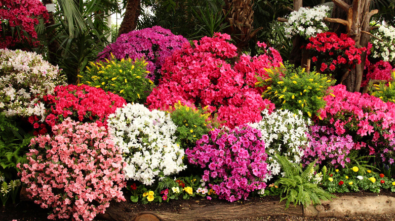 Different types of azalea shrubs