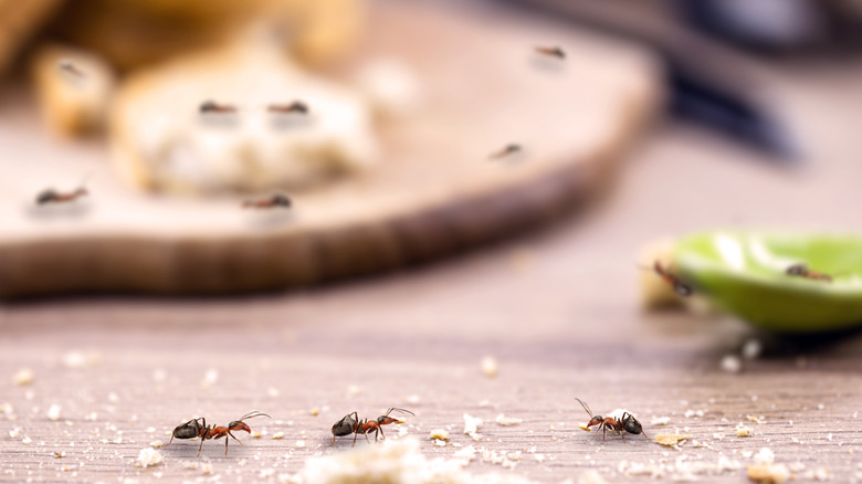 three red ants carrying breadcrumbs