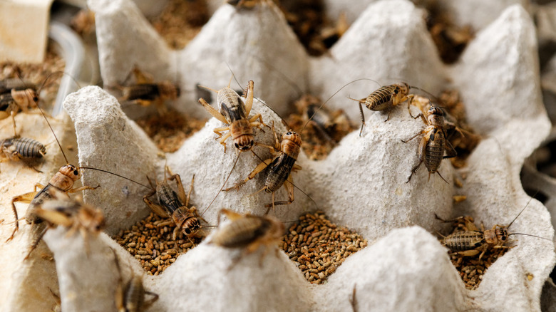 crickets on egg crate
