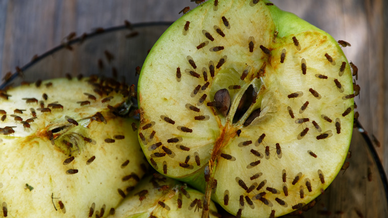 fruit flies feeding on apple