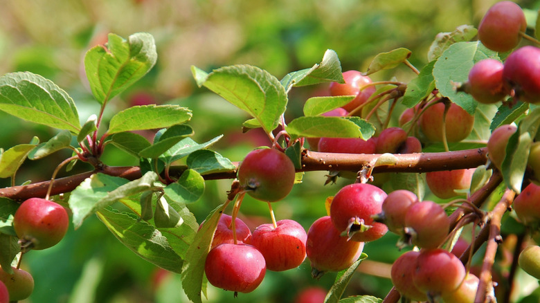 Red crabapples and green leaves