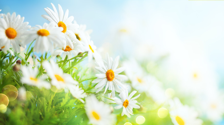 Daisies in field