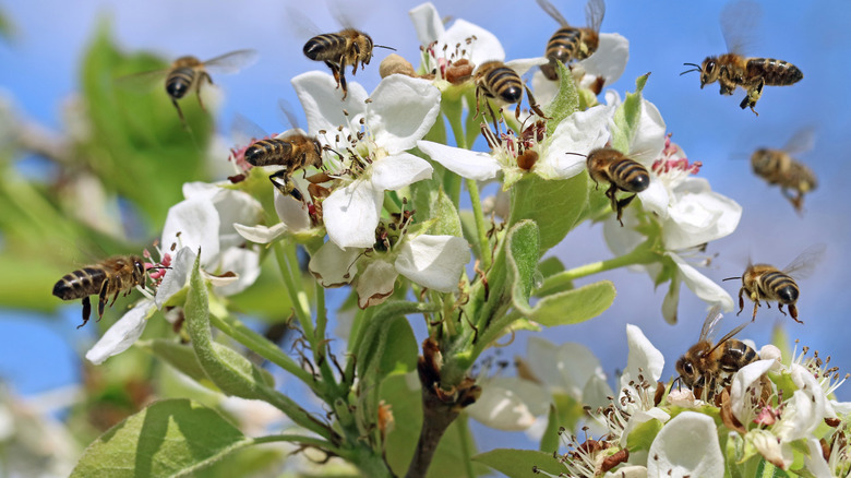 honey bees pollinating pear tree 