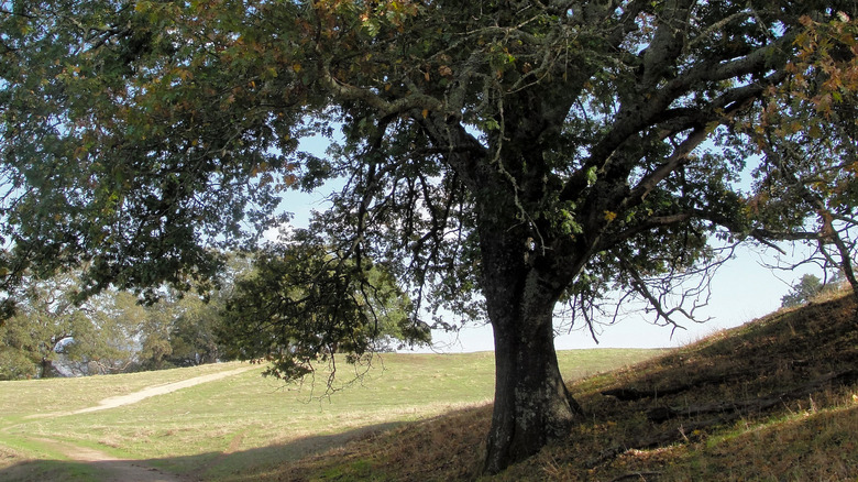 A black oak tree 