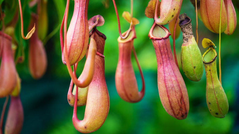 Tropical pitcher plants