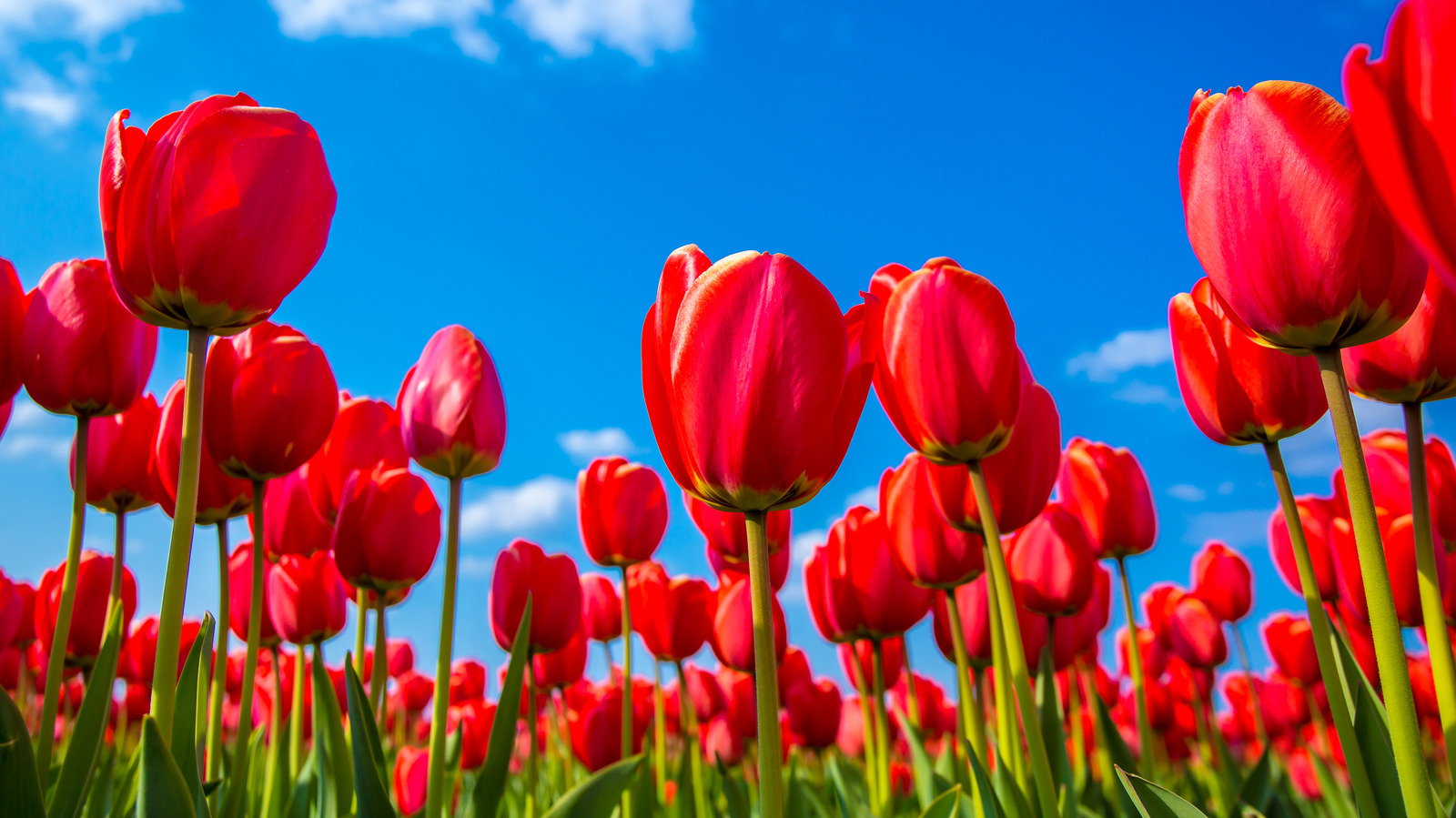 types of flowers