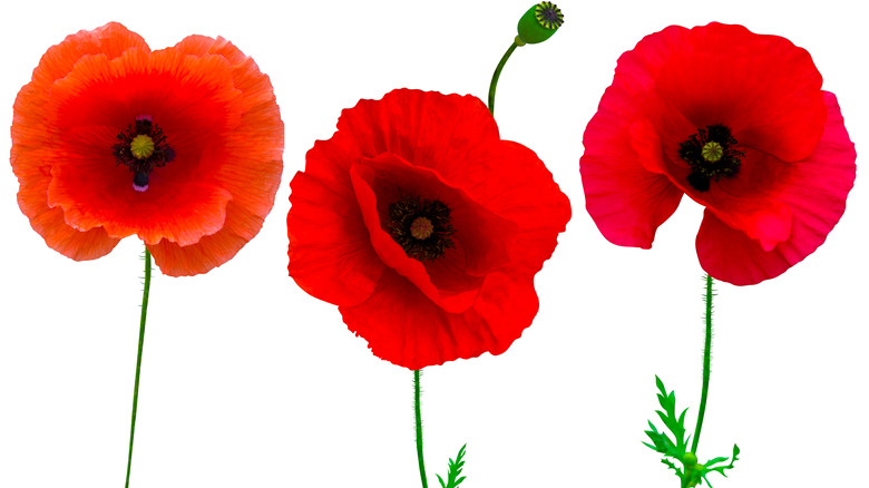 Poppies on white background
