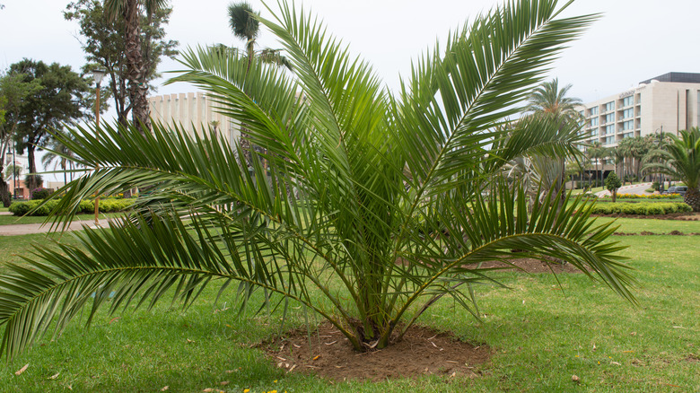 Mini palm tree in Morocco