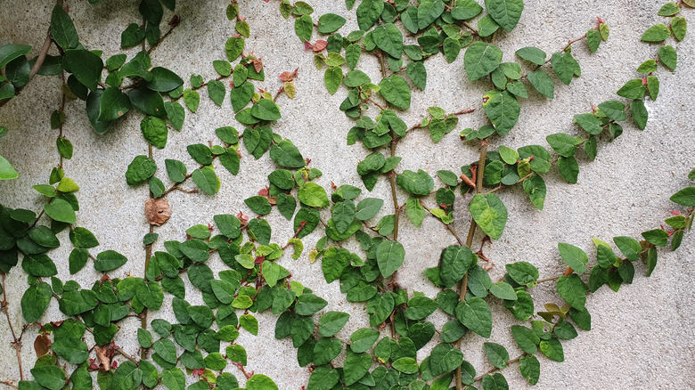 15 Types Of Terrarium Plants Anyone Can Take Care Of