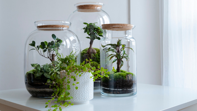 terrarium plants