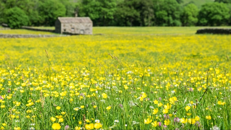 buttercup field farm