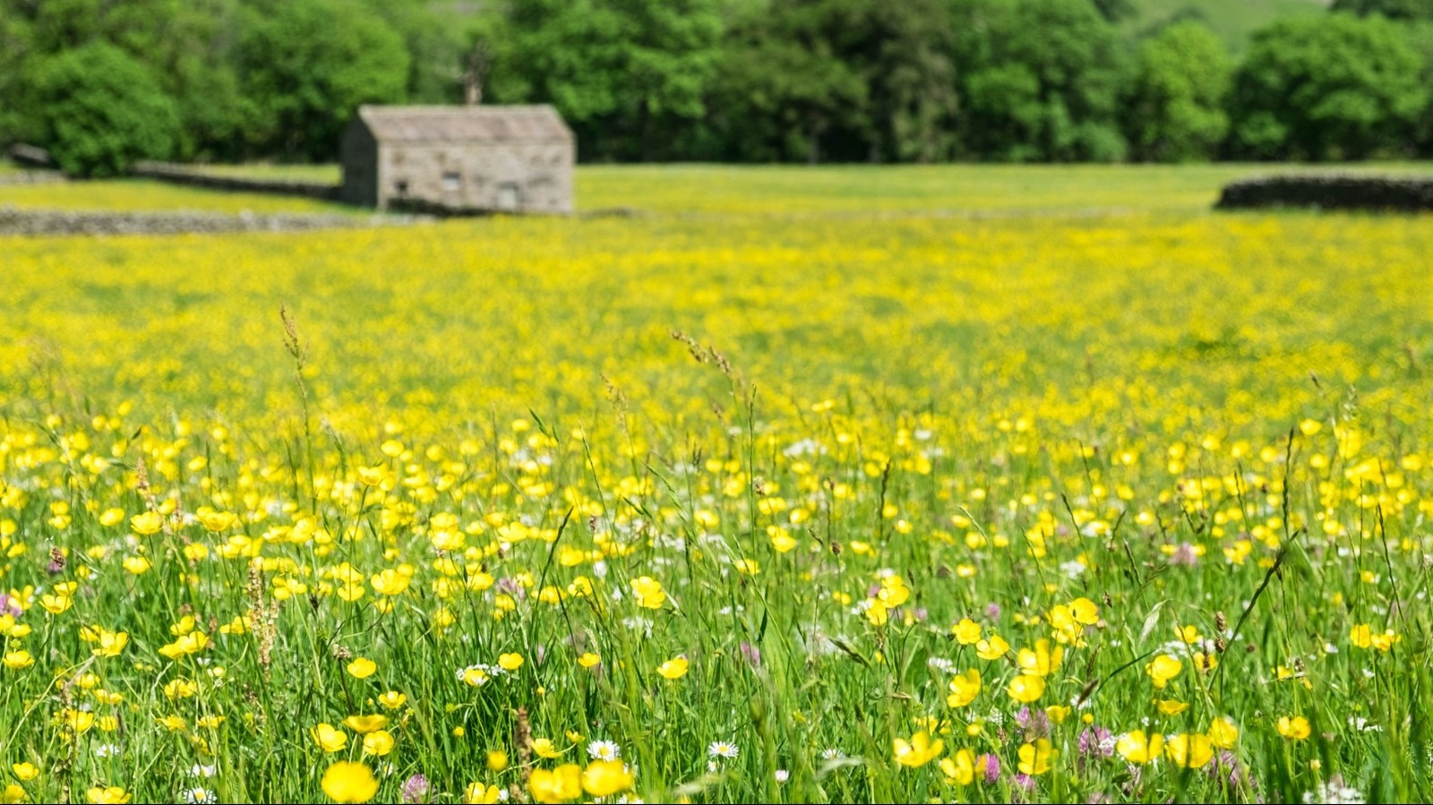 Yellow Flowering Ground Ers