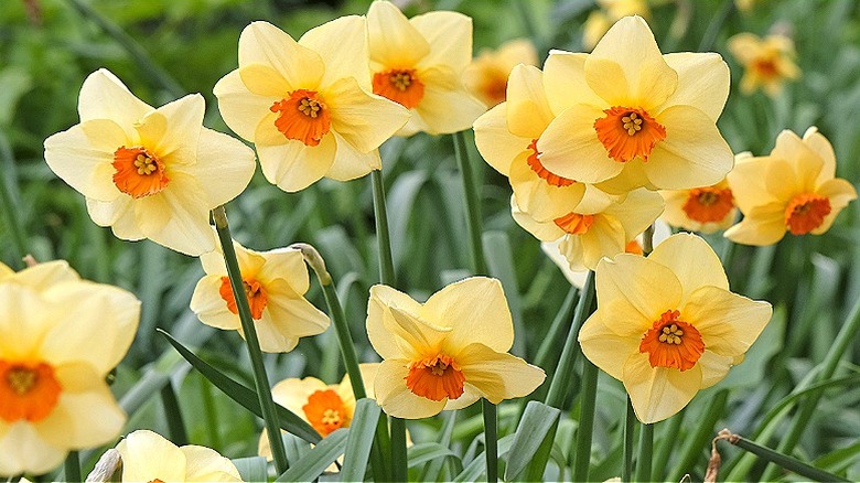 'Altruist' daffodils in bloom