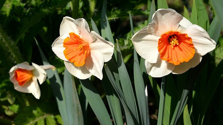 White and dark pink 'Amadeus' daffodils in bloom.