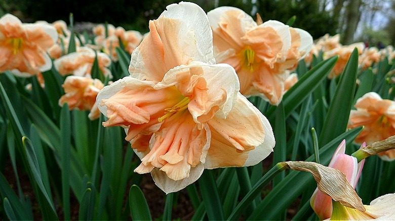 'Apricot Whirl' daffodils in bloom in garden