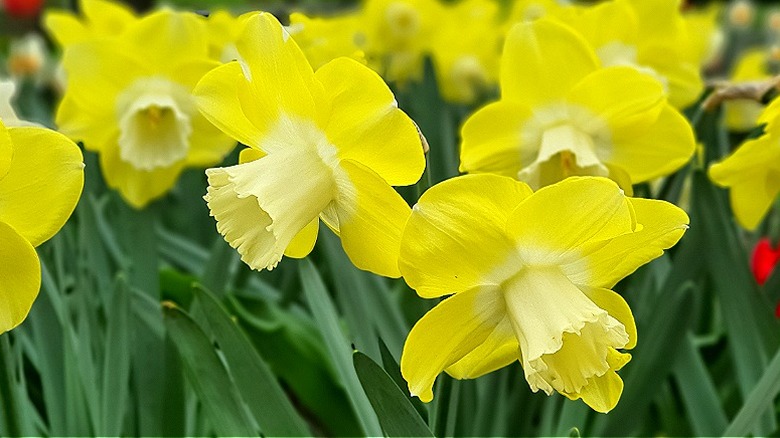 'Avalon' daffodil in bloom