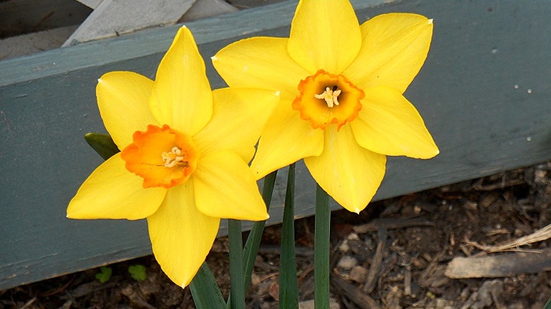 Two 'Bright Jewel' daffodils blooming in front of a grey fence.