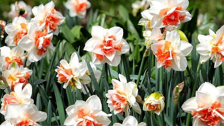 Peach and white 'Delnashaugh' daffodils